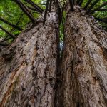 tree, forest, nature, trees, landscape, trunk, brown, texture, ecology, natural